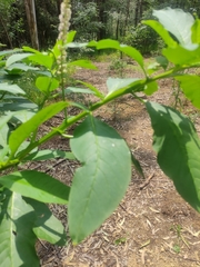 Phytolacca icosandra