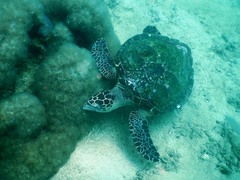 Eretmochelys imbricata