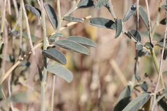 Crotalaria smithiana
