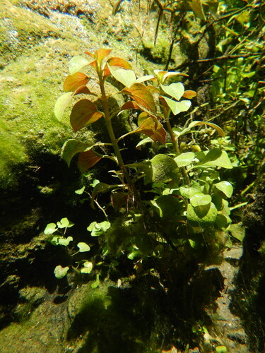 Ludwigia repens iNat (1)