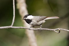 Poecile sclateri