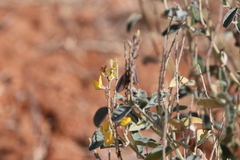 Crotalaria smithiana