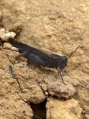 Lactista gibbosus