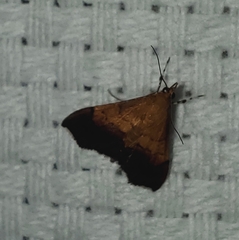 Pyrausta bicoloralis