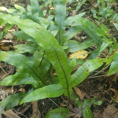 Microsorum pustulatum pustulatum