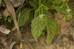 Calceolaria glandulosa