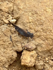 Lactista gibbosus