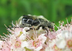 Trichiotinus assimilis