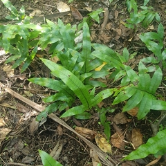 Microsorum pustulatum pustulatum