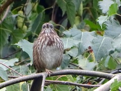 Melospiza melodia