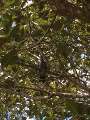 Lopholaimus antarcticus