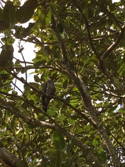 Lopholaimus antarcticus