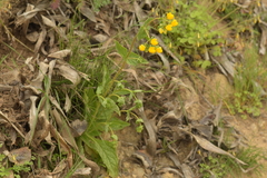 Calceolaria glandulosa