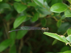 Prodasineura croconota