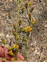 Holocarpha virgata virgata