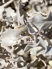 Atriplex hymenelytra