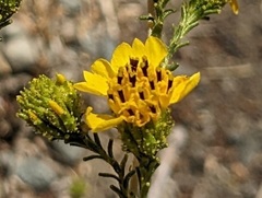 Holocarpha virgata virgata
