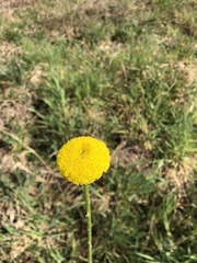 Craspedia variabilis