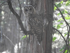 Strix occidentalis occidentalis