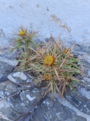 Carlina graeca