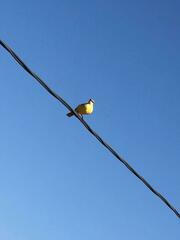 Machetornis rixosa