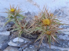 Carlina graeca