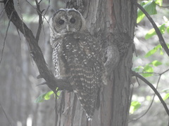 Strix occidentalis occidentalis