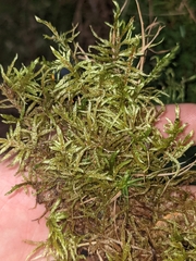 Pleurozium schreberi