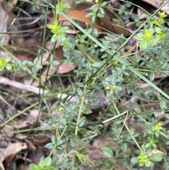 Tetratheca thymifolia