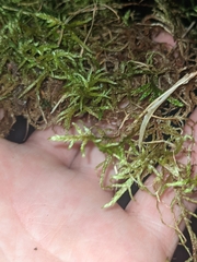 Pleurozium schreberi