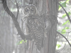 Strix occidentalis occidentalis