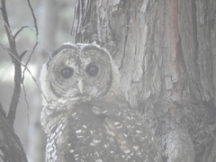 Strix occidentalis occidentalis