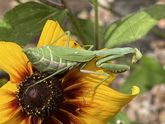 Stagmomantis limbata