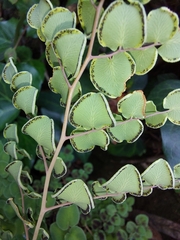 Pellaea cordifolia