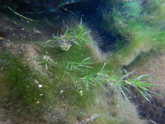 Najas guadalupensis
