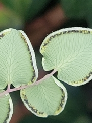 Pellaea cordifolia