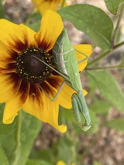 Stagmomantis limbata