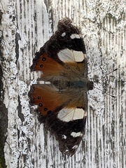 Vanessa itea