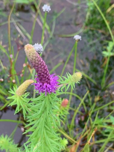 Image of Pogostemon deccanensis by (c) Rohit Naniwadekar, some rights reserved (CC BY)