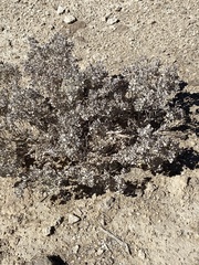 Atriplex hymenelytra