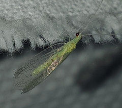 Chrysopa quadripunctata