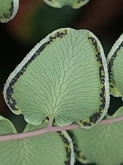Pellaea cordifolia