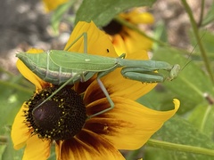 Stagmomantis limbata