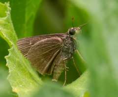 Euphyes vestris