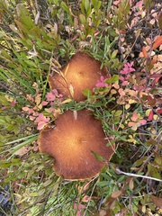 Suillus ampliporus