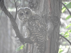 Strix occidentalis occidentalis
