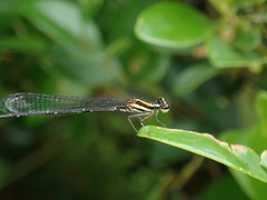 Prodasineura croconota