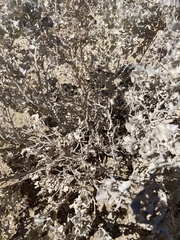 Atriplex hymenelytra