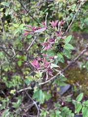 Vaccinium myrtilloides