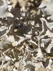 Atriplex hymenelytra